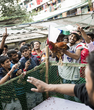 After a cockfight the owner holds up his animal which just won the tournament. The winner will later receive a prize from the "mayor" of the colony, which was donated by the residents.